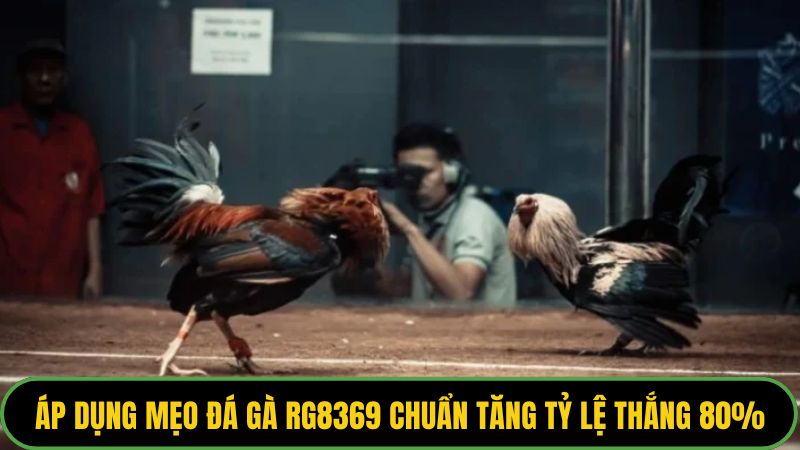 Áp dụng mẹo đá gà RG8369 chuẩn tăng tỷ lệ thắng 80%