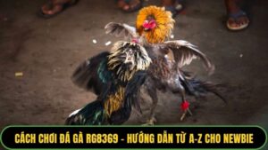 Cách Chơi Đá Gà RG8369