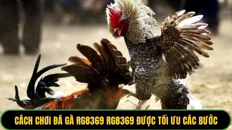 Cách chơi đá gà RG8369 RG8369 được tối ưu các bước