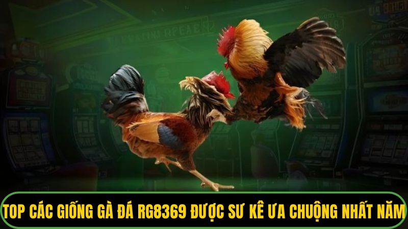 Giống Gà Đá RG8369