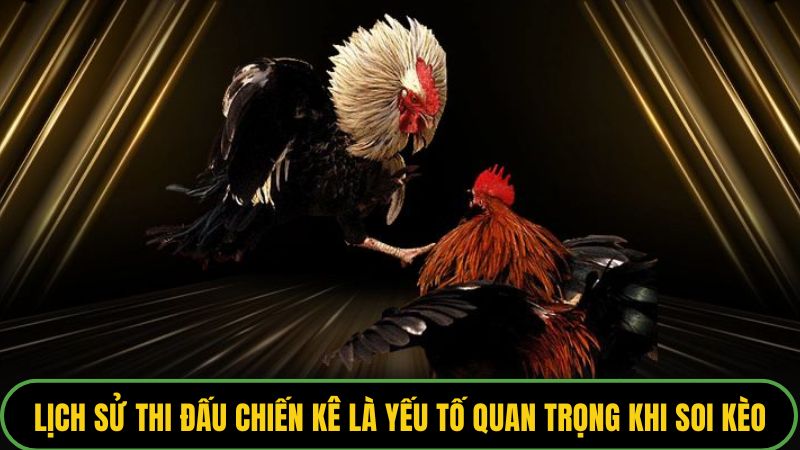 Lịch sử thi đấu chiến kê là yếu tố quan trọng khi soi kèo