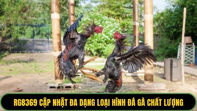 RG8369 cập nhật đa dạng loại hình đá gà chất lượng