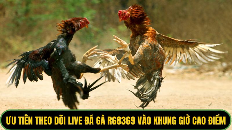 Ưu tiên theo dõi live đá gà RG8369 vào khung giờ cao điểm